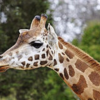 BucketList + Touch A Giraffe