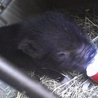 BucketList + Own A Pet Pig