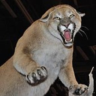 BucketList + Go Hunting For Mountain Lion
