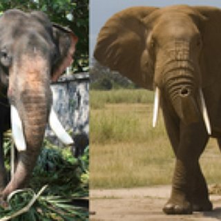 BucketList + Ride Elephants In Sri Lanka