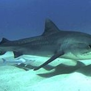 BucketList + Do A Shark Feed Dive With Tiger Sharks 