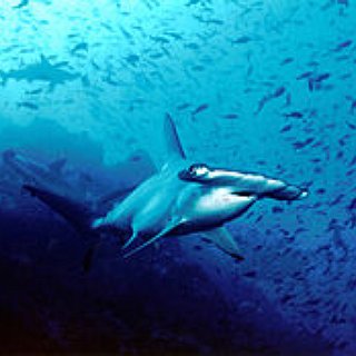 BucketList + Dive In Cocos Islands With Hammerhead Sharks 