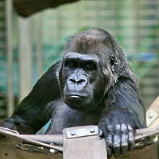 BucketList + Gorilla Trekking In Africa