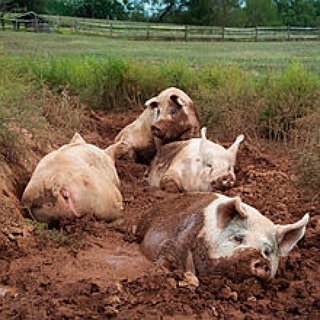 BucketList + Own A Pig