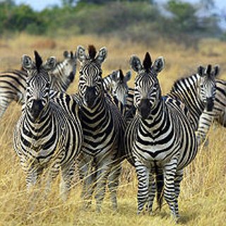 BucketList + Take African Safari