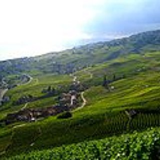 BucketList + Visit Vineyards In Italy. 