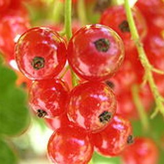 BucketList + Own A Big Fruit And Vege Garden 