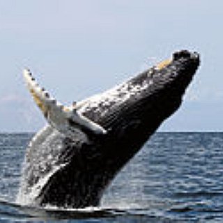 BucketList + Go On A Whale Watching Excursion