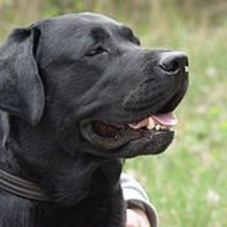 BucketList + Adopt An Animal From A Shelter/Rescue