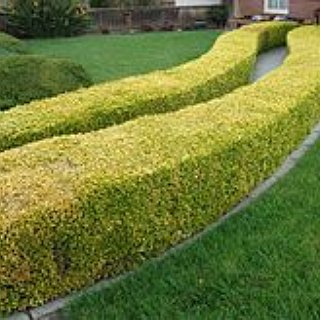 BucketList + Find And Complete A Hedge Maze