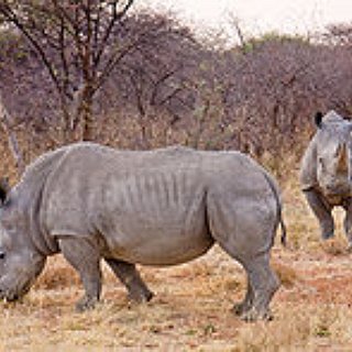 BucketList + Shoot The Big Five - Rhino, Elephant, Buffalo, Leopard And Lion