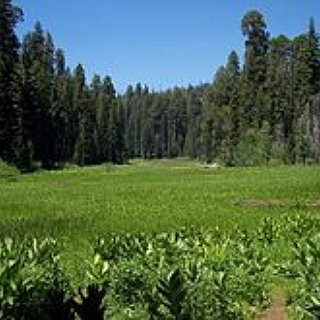 BucketList + Visit Sequoia National Park