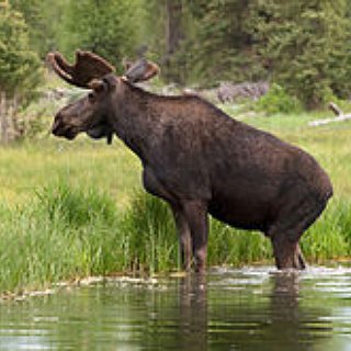 BucketList + See A Bull Moose In The Wild