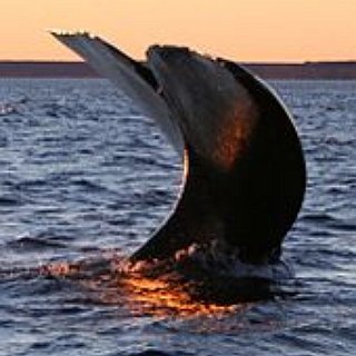 BucketList + See A Whale. 