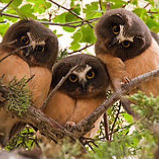 BucketList + Tame A Northern Saw-Whet Owl