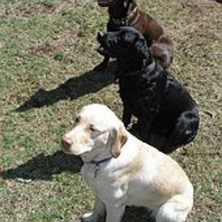 BucketList + Own A Choclate Labrador Retriever.