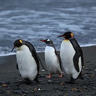 BucketList + Adopt A Penguin