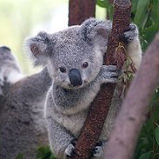 BucketList + Carry A Koala Bear 