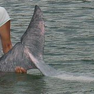 BucketList + Play With Pink Dolphins