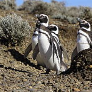 BucketList + St Kilda Penguins
