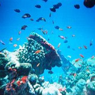 BucketList + Be A Marine Biologist 