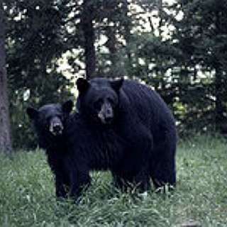 BucketList + See Bears In The Wild.