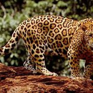 BucketList + See A Jaguar In The Wild.