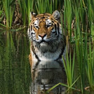 BucketList + See A Wild Tiger.
