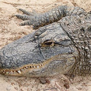 BucketList + Wrestle And Alligator