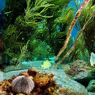 BucketList + Eat In An Underwater Restaurant