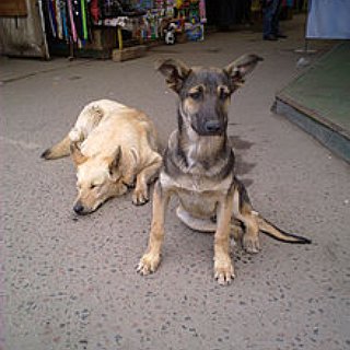 BucketList + Create A Nursing Home For Dogs To Live In Eve If They Aren't Adopted 