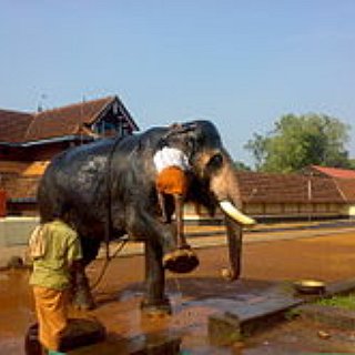 BucketList + I Want To Ride An Elephant In India