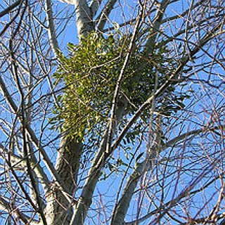 BucketList + Be Kissed Under A Mistletoe