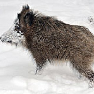 BucketList + By The Time I Die I'D Like To Kick A Boar In Its Stomach.