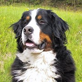 BucketList + Get A Bernese Mountain Dog Puppy