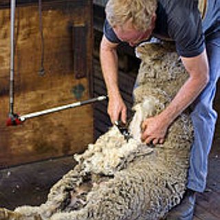 BucketList + Sheer A Sheep