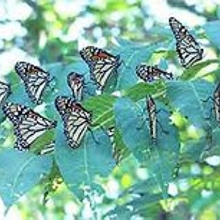 BucketList + Catch Butterflies In Croatia