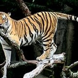 BucketList + Touch A Tiger