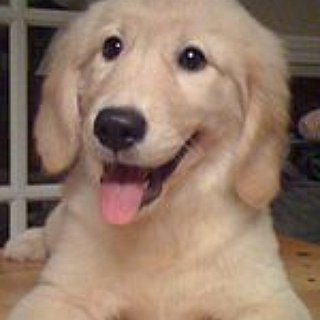 BucketList + Get A Golden Retriever