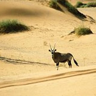BucketList + Go Back To Namibia And Travel To Etosha And See Namib Desert
