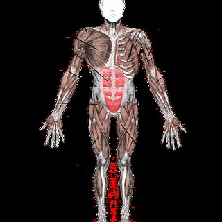 BucketList + Learn All Muscles In Body