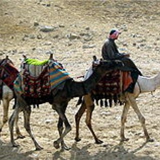 BucketList + Ride A Camel Across The Desert