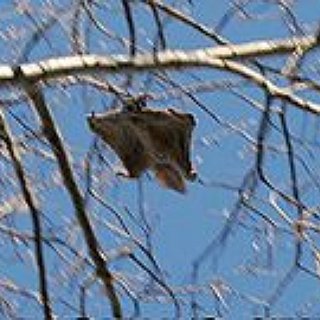 BucketList + See A Pteromys Momonga Or Volons