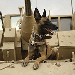 BucketList + Adopt A Mwd From Retirement