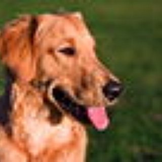 BucketList + Get A Golden Retriever <3