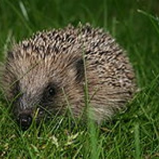 BucketList + Hold A Hedgehog