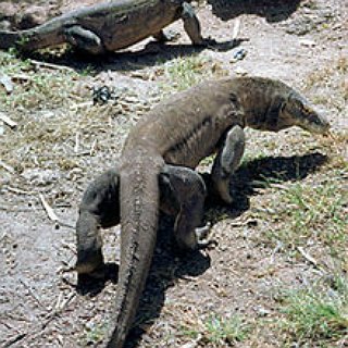 BucketList + See Komodo Dragons.