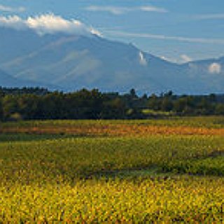 BucketList + Visit A Vineyard.