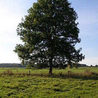 BucketList + Plant A Tree On Earth Day