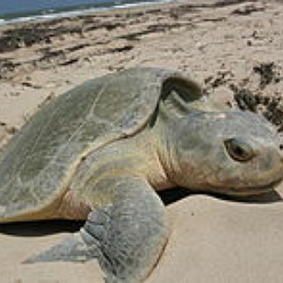BucketList + See Baby Turtles Hatch...Again